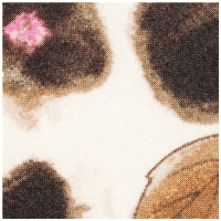 Турбан мису бич